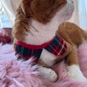 تصویر موسیو کت 