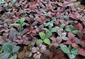 تصویر پک ۲۰ عددی فیتونیا رنگی 