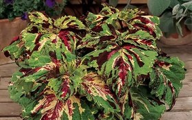 تصویر 10 عدد بذر حسن یوسف موزاییکی - Coleus Mosaic 