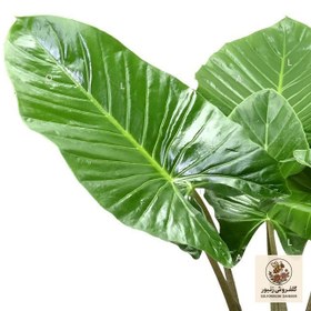 تصویر گیاه بابا آدم کد 18 | کد: ZNB-448 