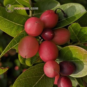 تصویر نهال گواوا Yellow guvava plant