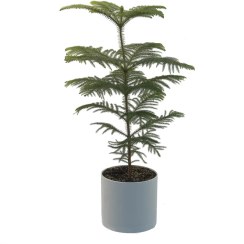 تصویر کاج مطبق 