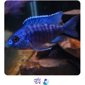 تصویر ماهی سیچلاید آلوانکارا سایز ۸ تا ۱۰ سانتی متر 