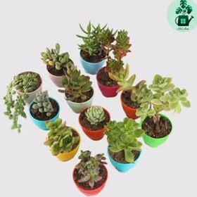 تصویر ساکولنت پک 12 تایی 