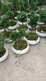 تصویر بنسای نانا 