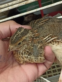 تصویر بلدرچین نیمچه نر 