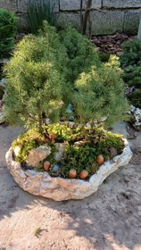 تصویر بنسای کونیکا 