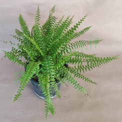 تصویر گیاه سرخس 