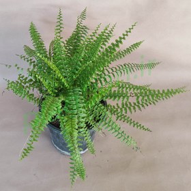 تصویر گیاه سرخس 