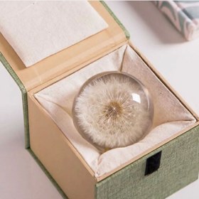 تصویر گل خشک قاصدک 