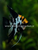 تصویر آنجل کوی ماربل سایز 7 