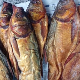 تصویر ماهی شور رشتی 