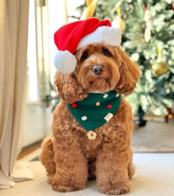 تصویر کلاه کریسمسی سگ و گربه 