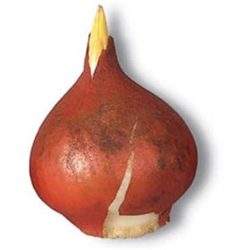 تصویر پیاز گل لاله هلندی 