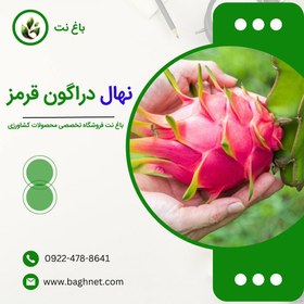 تصویر نشاء دراگون فروت 