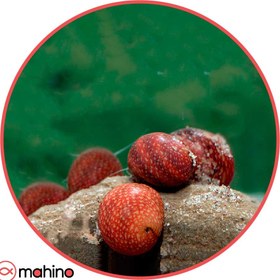 تصویر پک حلزون رد باتیک 5 عددی 