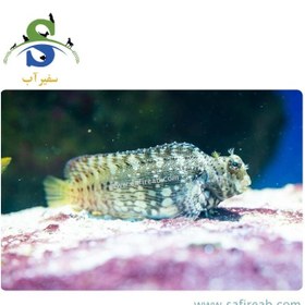 تصویر ماهی شاه بلنی 