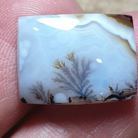 تصویر شجر قائن 