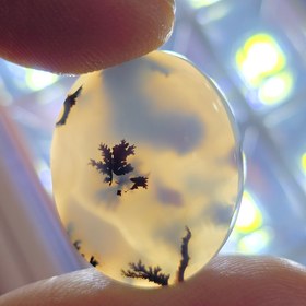 تصویر شجر قاین زنده 