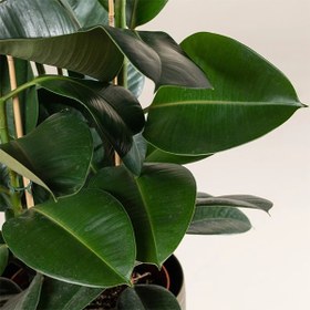 تصویر فیکوس روبوستا 