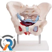 تصویر مولاژ لگن خاصره زن 