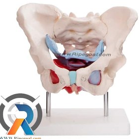 تصویر مولاژ لگن خاصره زن 