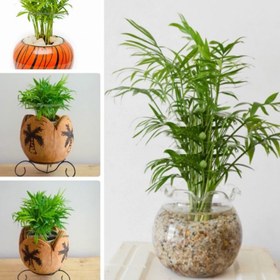 تصویر نهال نخل اریکا 