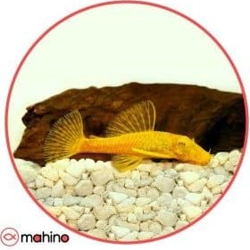 تصویر ماهی کت پوزه بوته آلبینو باله کوتاه - سوپر سایز 