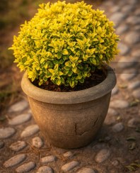 تصویر شمشاد طلایی 