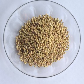 تصویر تخم گشنیز - ۵ کیلویی 