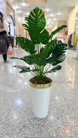 تصویر درختچه ی برگ انجیر 