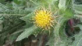 تصویر خار مقدس 