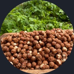 تصویر مغز فندق خام چرب ییلاق تازه شکن