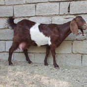 تصویر طرح توجیهی پرورش بز نر فرصت سرمایه‌گذاری در دامپروری 