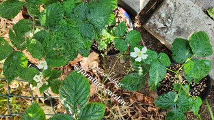 تصویر نهال بلکبری Blackberry plant