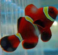 تصویر ماهی دلقک مارون گلد آب شور Maroon Gold Clownfish