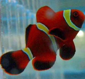 تصویر ماهی دلقک مارون گلد آب شور Maroon Gold Clownfish