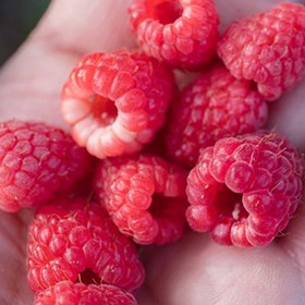 تصویر نهال رزبری قرمز Raspberry plant