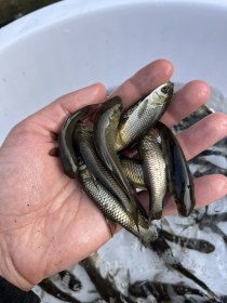 تصویر بچه ماهی آمور 