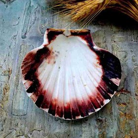 تصویر حوضچه صدف طبیعی مدل ۱ 