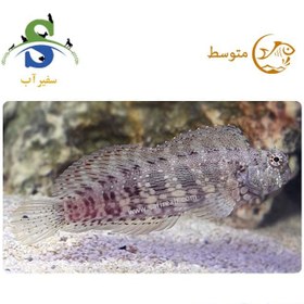 تصویر ماهی شاه بلنی 