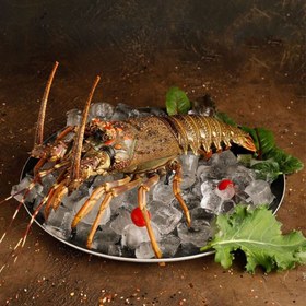 تصویر لابستر 