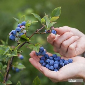 تصویر نهال بلوبری 