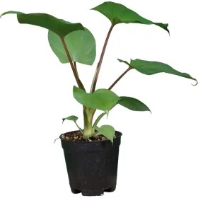 تصویر هومالومنا مگی 