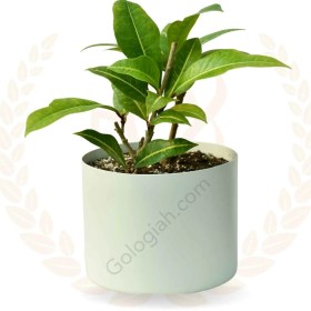 تصویر کروتون گورخری 