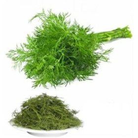 تصویر شوید خشک 