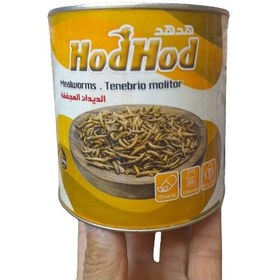 تصویر کرم میل ورم mealworm 
