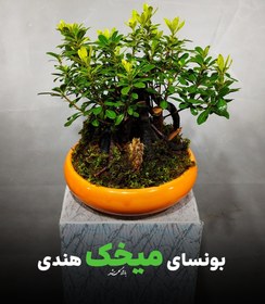 تصویر بونسای میخک هندی 