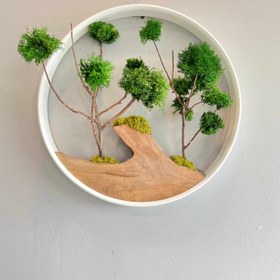 تصویر درختچه خزه ۴۰ سانت Moaswall 