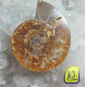 تصویر فسیل آمونیت 